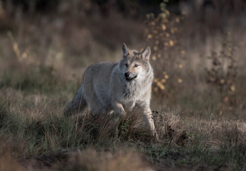 Wolf_1_0598.jpg