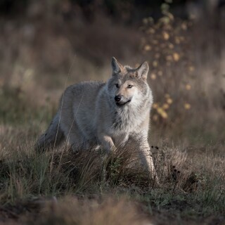 Wolf_1_0598