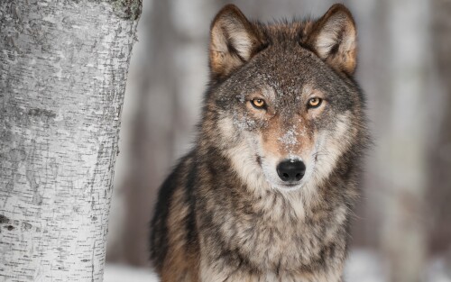 Wolf_1_0668.jpg