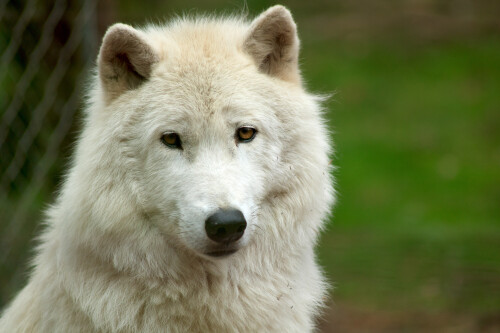 Wolf_1_0683.jpg