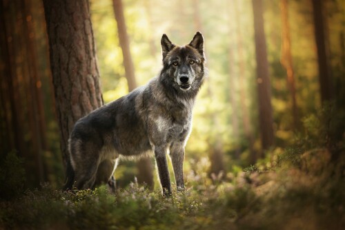 Wolf_1_0704.jpg