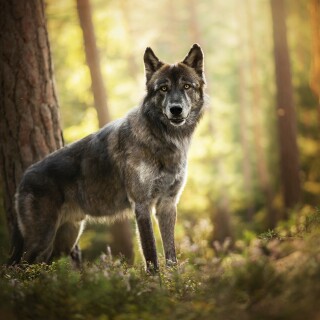 Wolf_1_0704