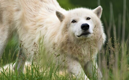 Wolf_1_0748.jpg