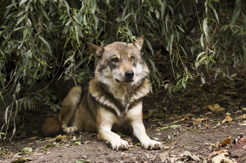 Wolf_1_0758.jpg