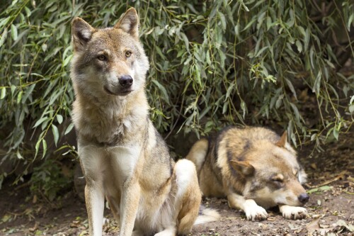 Wolf_1_0797.jpg