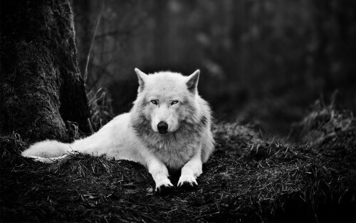Wolf_1_0880.jpg