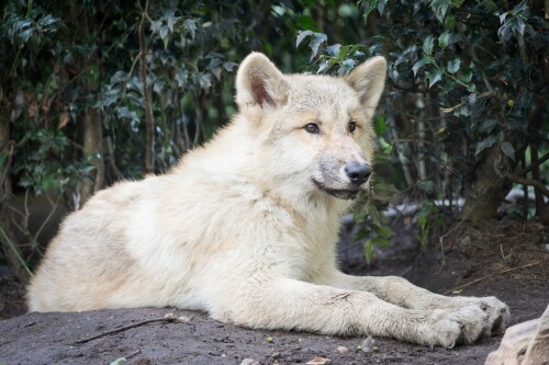 Wolf_1_0946.jpg