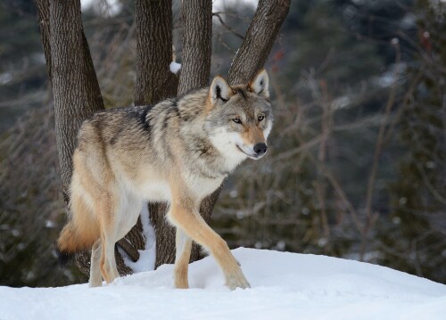 Wolf_1_0986.jpg