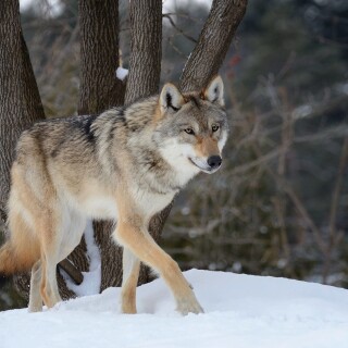Wolf_1_0986