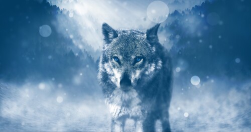 Wolf_1_1013.jpg