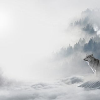 Wolf_1_1032