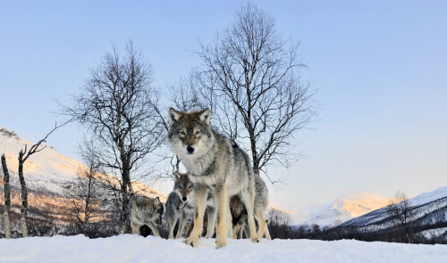 Wolf_1_1051.jpg