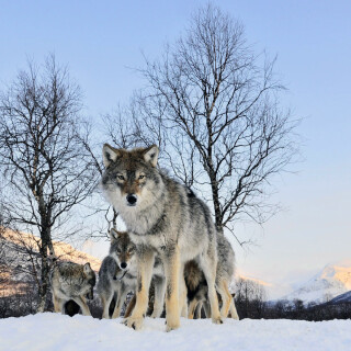 Wolf_1_1051