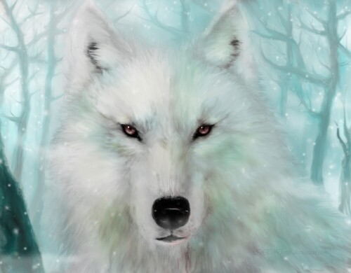 Wolf_1_1056.jpg