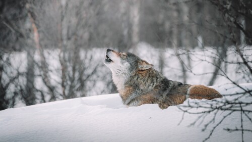 Wolf_1_1097.jpg