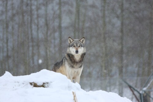 Wolf_1_1098.jpg