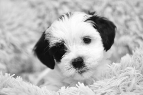 dogs3_0022.jpg