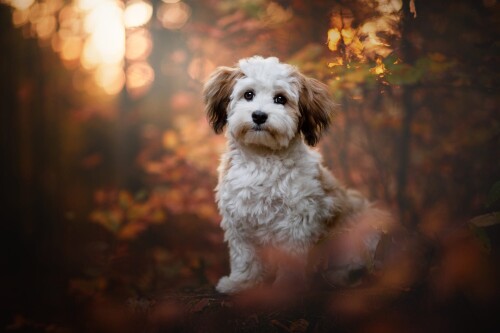 dogs3_0034.jpg