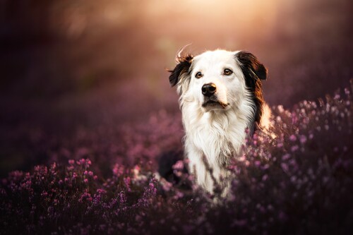 dogs3_0052.jpg