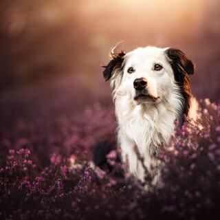 dogs3_0052