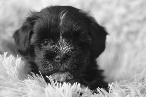 dogs3_0077.jpg