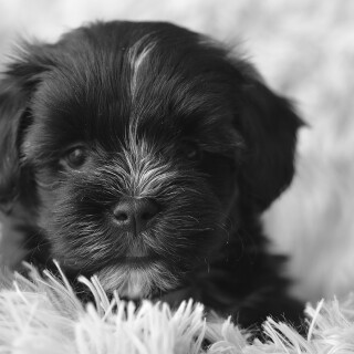 dogs3_0077