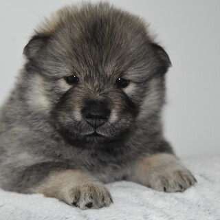 dogs3_0080