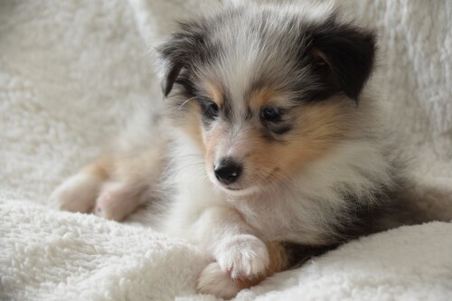 dogs3_0088.jpg