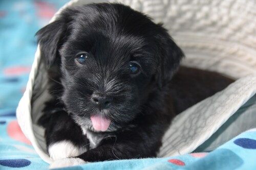 dogs3_0094.jpg