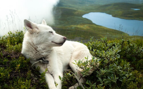 dogs3_0128.jpg