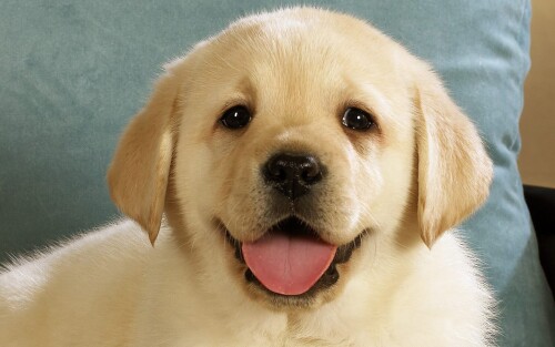 dogs3_0130.jpg