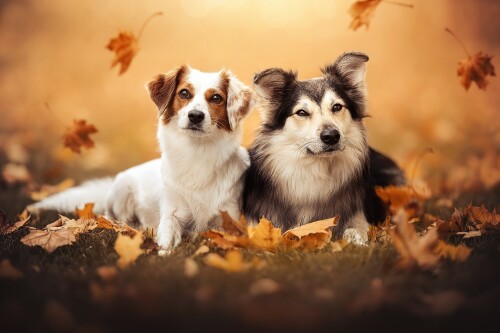 dogs3_0140.jpg
