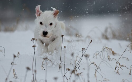 dogs3_0166.jpg