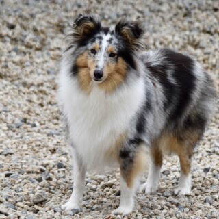 dogs3_0167