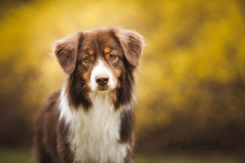 dogs3_0180.jpg