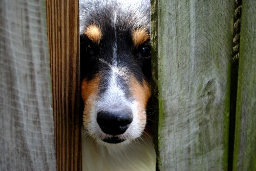dogs3_0208.jpg
