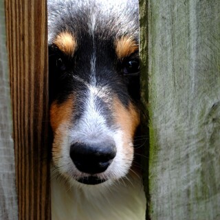 dogs3_0208