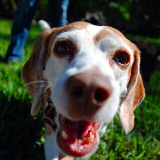 dogs3_0218