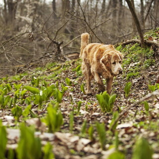 dogs3_0231