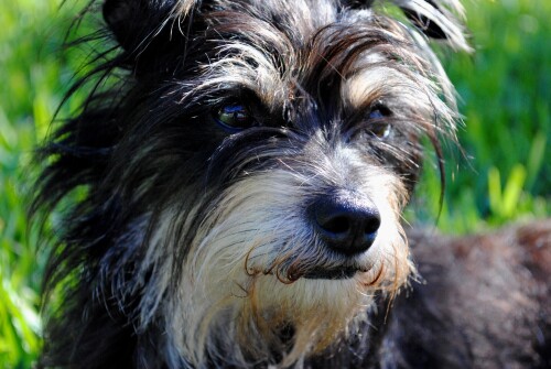 dogs3_0271.jpg