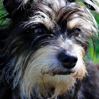 dogs3_0271