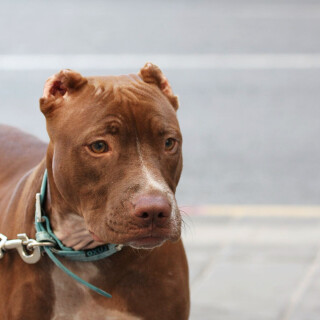 dogs3_0290