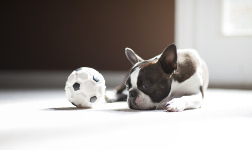dogs3_0299.jpg
