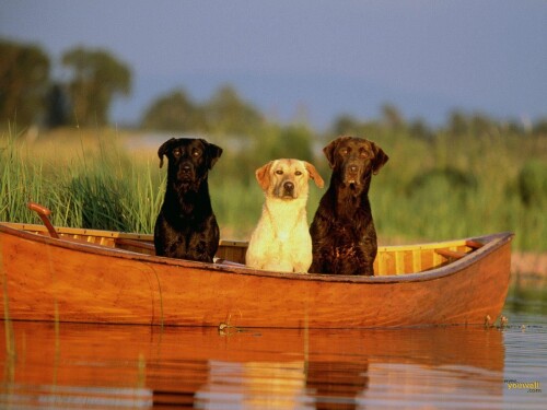 dogs3_0302.jpg