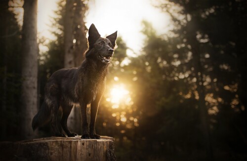 dogs3_0311.jpg