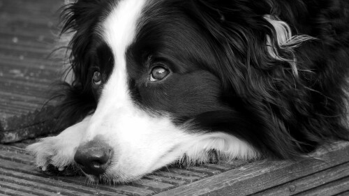dogs3_0318.jpg