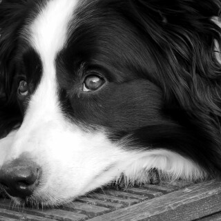 dogs3_0318