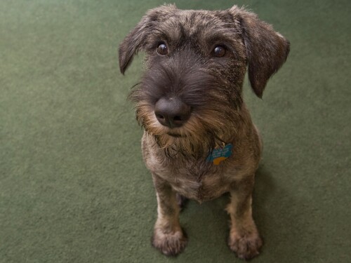 dogs3_0330.jpg