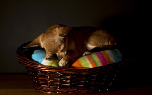 dogs3_0351.jpg