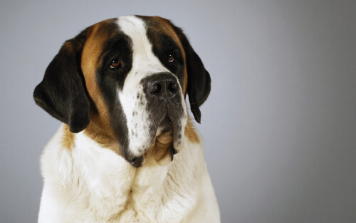 dogs3_0367.jpg